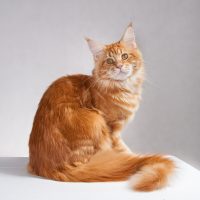 IMG_0498 IMG_0498