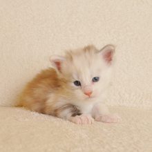 DSC_0059